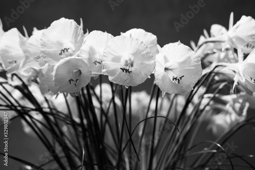 Bunch of Narcissus Bulbocodium flowers, photographed in monochrome. photo