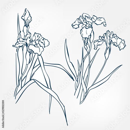 iris japanese paint style design sketch design element vector