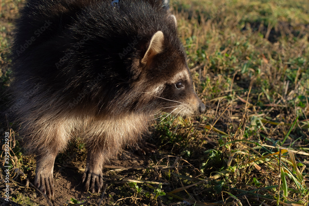 Raccoon face close up. Raccoon looks around. Raccoon face close up. Raccoon looks around.