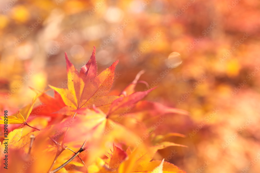 紅葉 紅葉