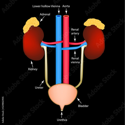 The structure of the kidneys and bladder. Excretory system. Infographics. Vector illustration.