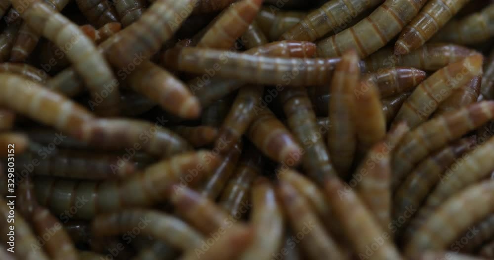 Closeup background of Mealworm larvae in the laboratory. Closeup background of Mealworm larvae in the laboratory.