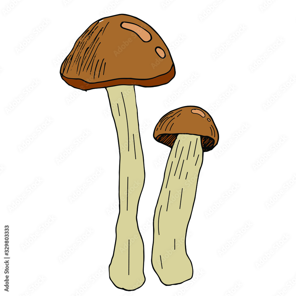 Mushroom hand drawn vector illustration. Isolated Sketch food drawing. Organic vegetarian product for menu, label, packaging Mushroom hand drawn vector illustration. Isolated Sketch food drawing. Organic vegetarian product for menu, label, packaging