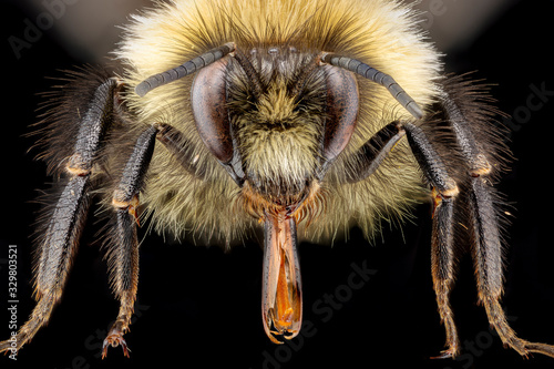 Front view on a bumblebee from an insect collection © Luc Pouliot