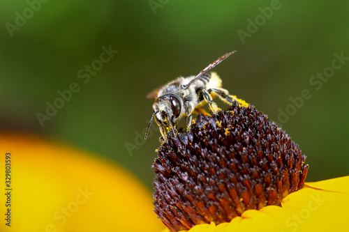 Megachilidae bee gathering pollen on a yellow rudbeckia flower