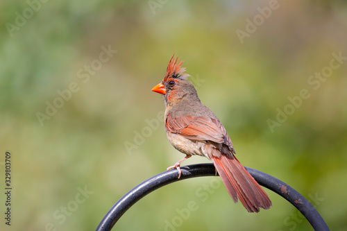 Perched female cardinal bird on a green blurred background