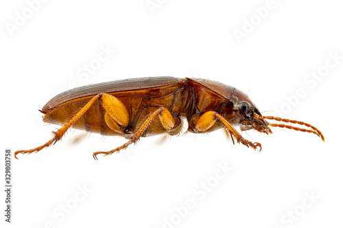 Side view on a harpalus erraticus from an insect collection photo