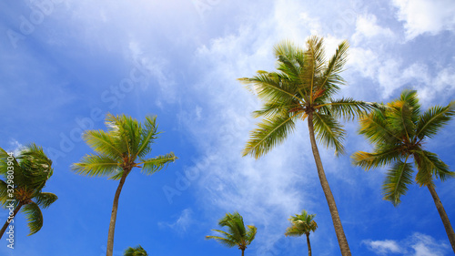 Palm trees and blue sky, tropical sunshine in the Caribbean.