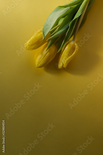 Three yellow tulips flat lay on yellow background lying in the sunshine