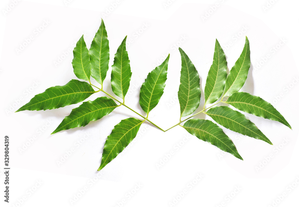 branch with green leaves isolated on white branch with green leaves isolated on white