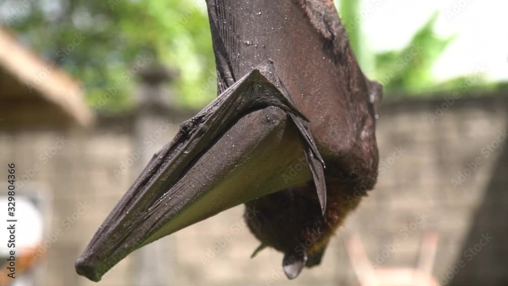 Indian flying fox bat hanging on the roof - Pteropus giganteus close up