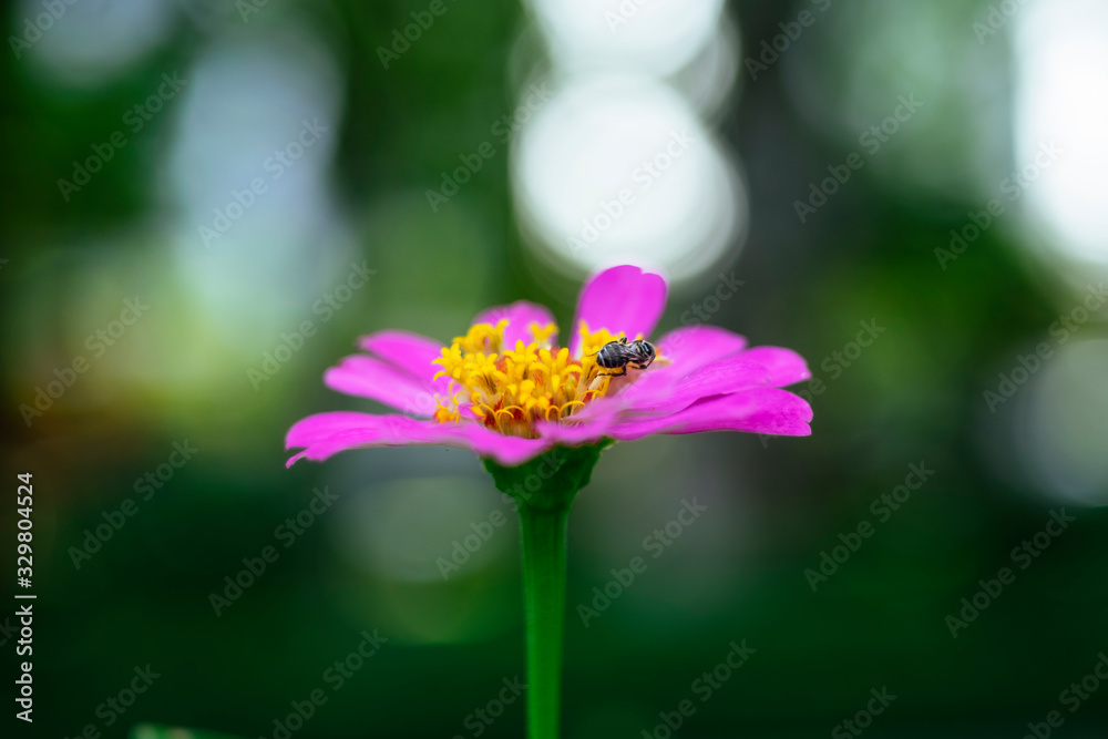 Fototapeta premium Flower