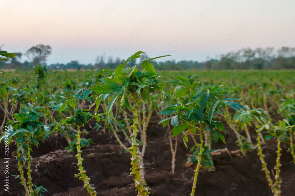 cassava tree growth in planting farm, manioc or tapioca planting field