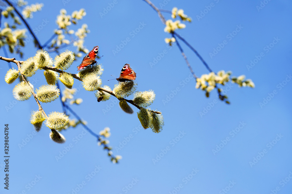 Two butterflies Peacock eye and bees collect nectar from a fluffy flowering willow against a blue sky in spring Two butterflies Peacock eye and bees collect nectar from a fluffy flowering willow against a blue sky in spring