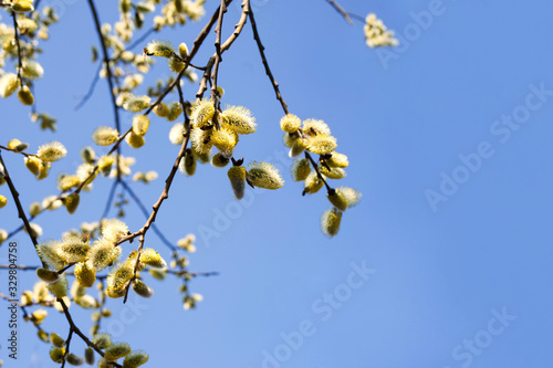 Fluffy flowering willow against the blue sky. Spring background