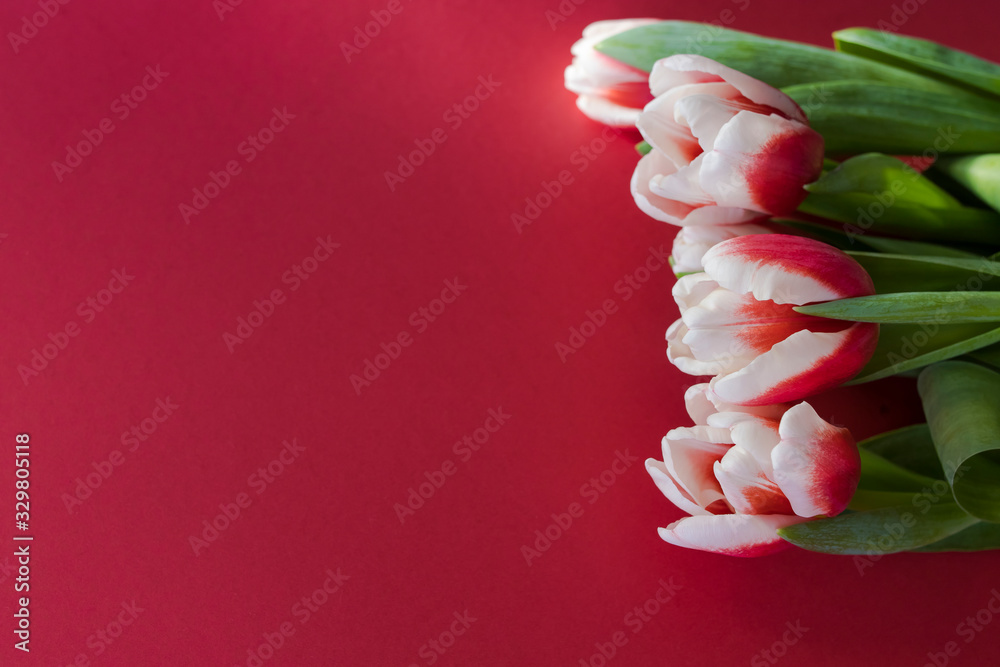Bouquet of pink and white tulips flat lay on pink background