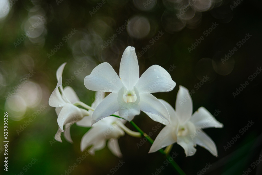 Vietnam Orchids Vietnam Orchids