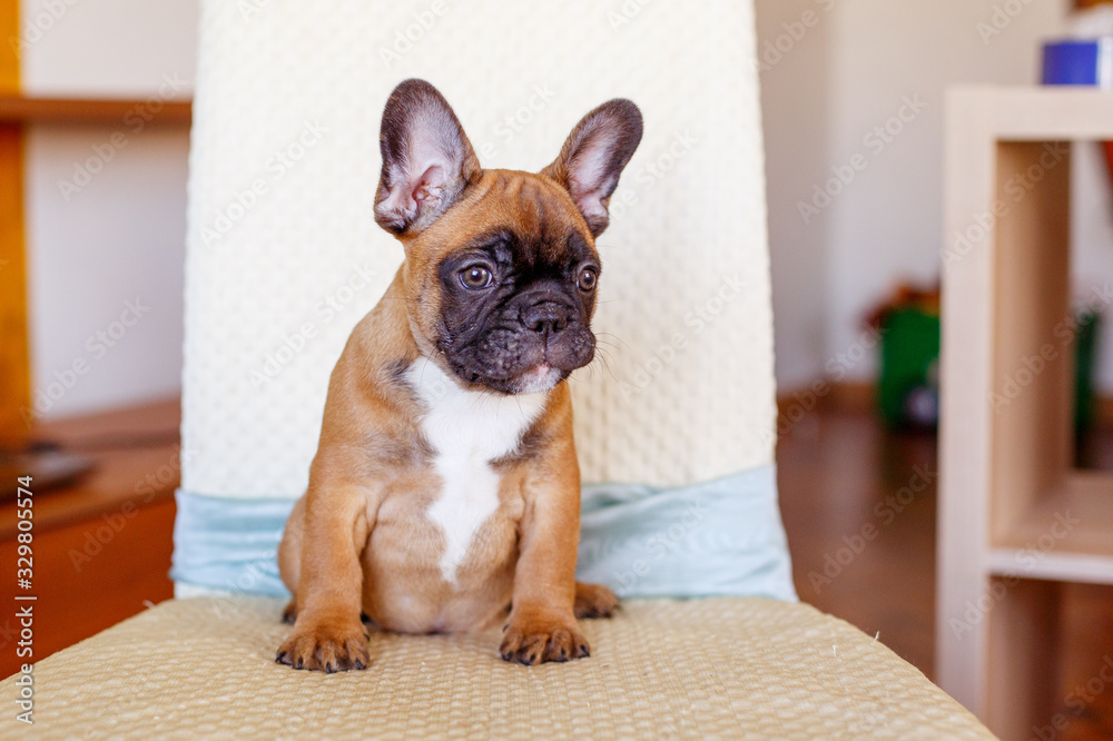 French bulldog puppy