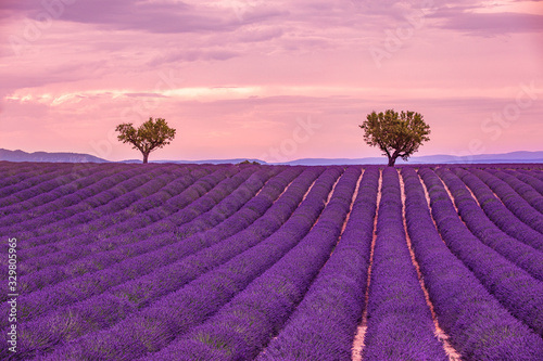 Peaceful nature, summer sunset landscape. Lavender field summer sunset landscape near Valensole. Provence, France