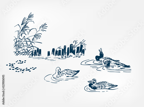 pond ducks japanese vector sketch illustration engraved chinese
