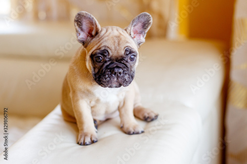 cute little french bulldog puppy at home looks like cute, funny pets © Olesya Pogosskaya