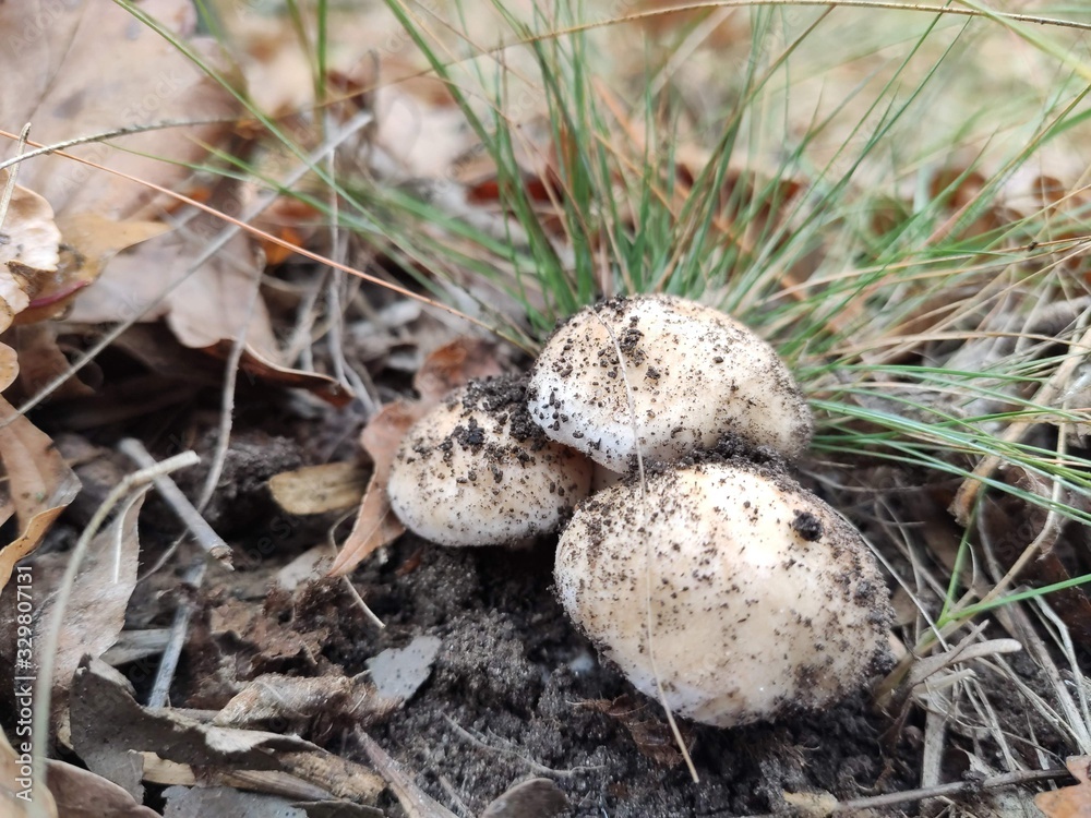 Poisonous mushrooms Poisonous mushrooms