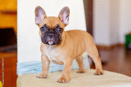 a French bulldog puppy 