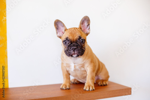 cute little french bulldog puppy at home looks like cute  funny pets