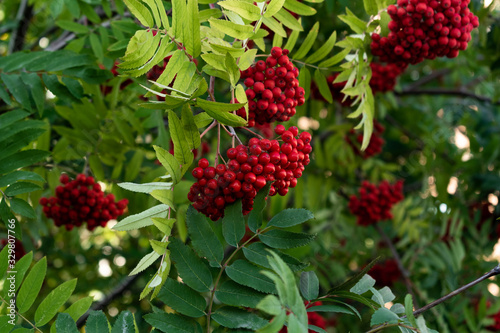 Ripened rowan fruits and green leaves