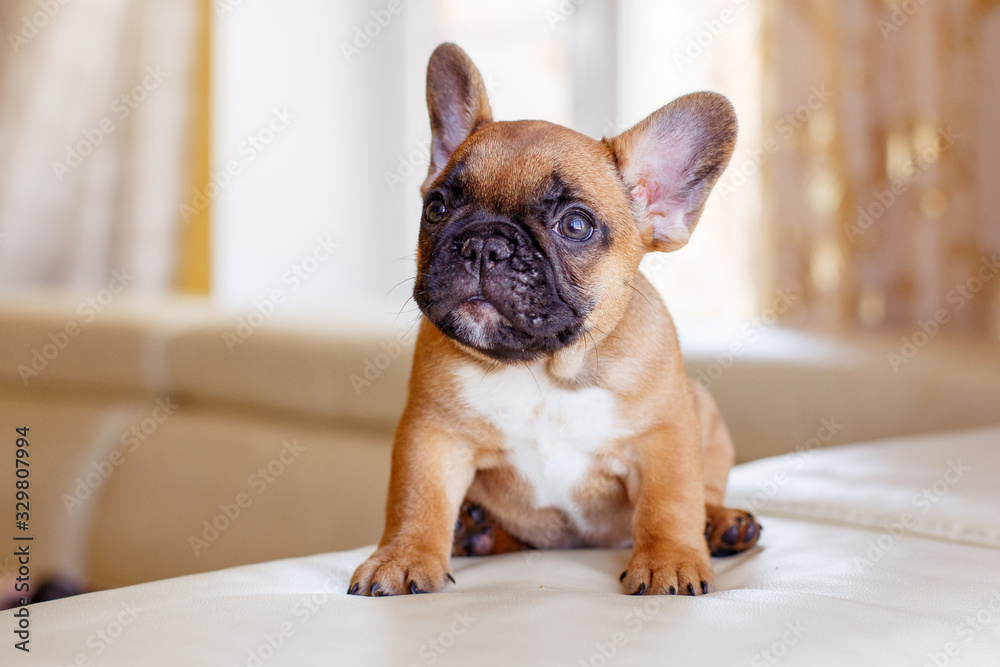 cute little french bulldog puppy at home looks like cute, funny pets