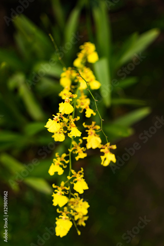 Unique, Beautiful yellow flower among the greenery with beautiful nature feel, India, plant, flora,