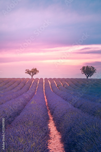 Beautiful image of lavender field. Amazing sunset light and colors. Tranquil nature landscape, bright colors and clouds