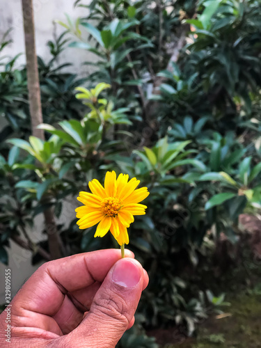 Beautiful yellow flower in human hand with blurry and bokeh background, India, plant, flora, .