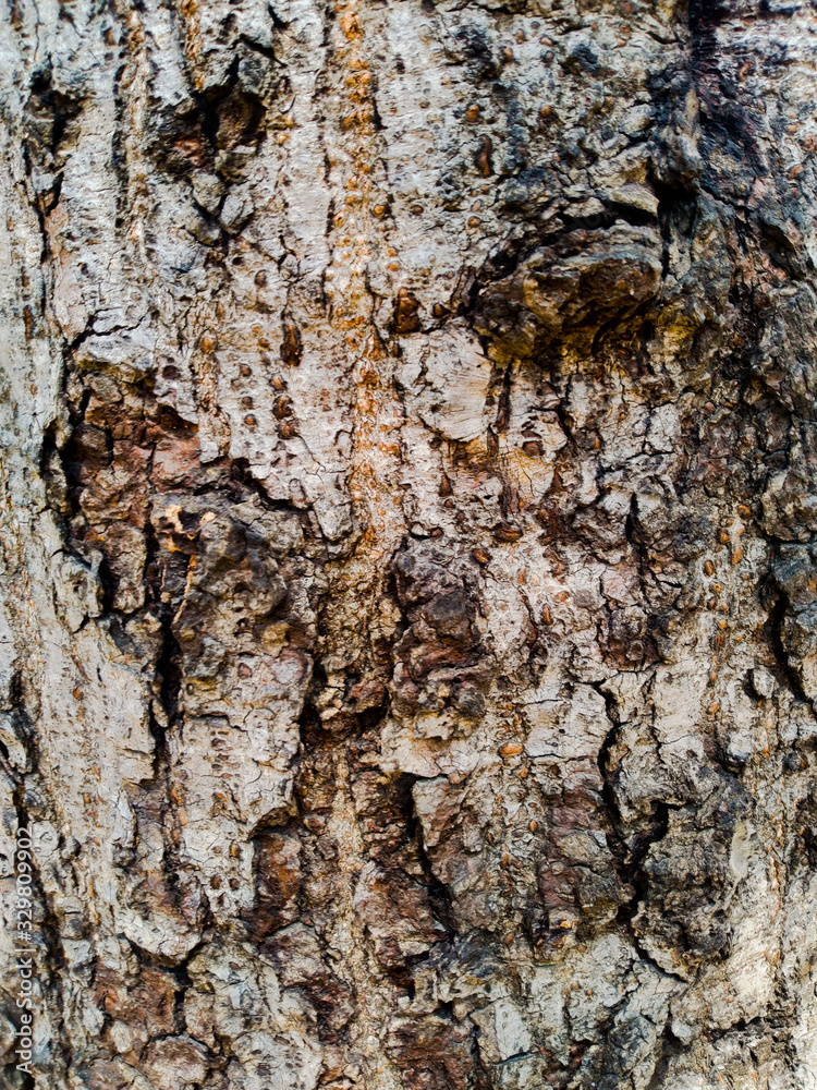 bark of a tree bark of a tree