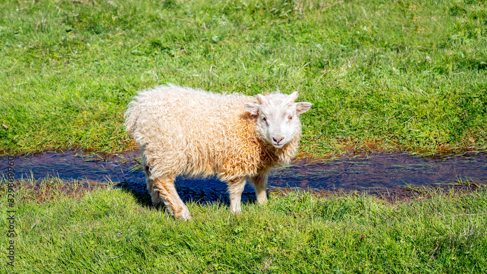 Icelandic sheep drinking water from a small river of water, Iceland Icelandic sheep drinking water from a small river of water, Iceland