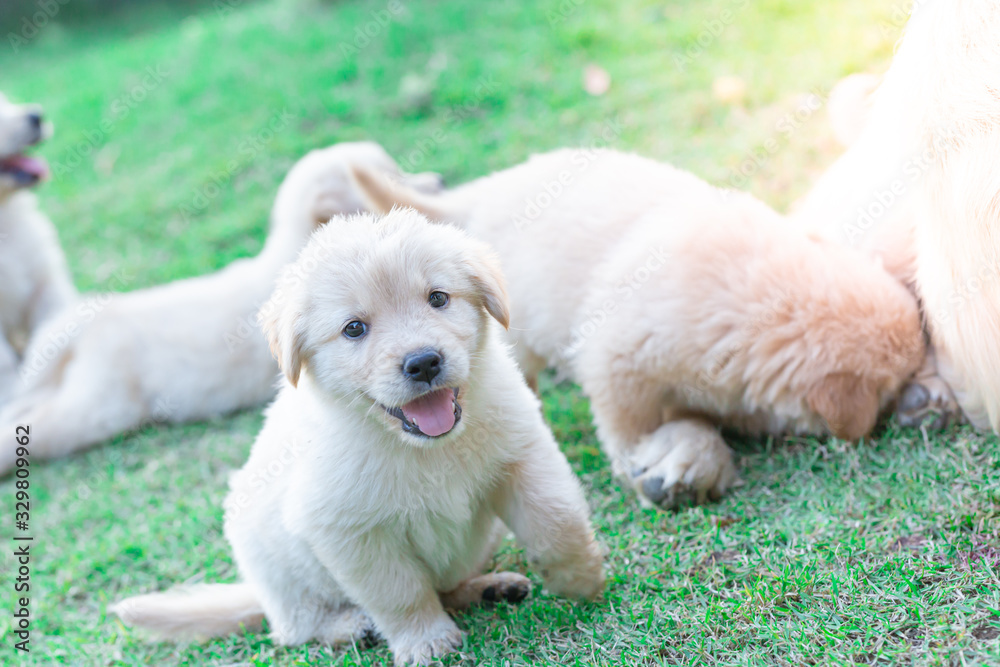 Golden retriever puppies stick out their tongue smiling and having fun on the lawn Golden retriever puppies stick out their tongue smiling and having fun on the lawn