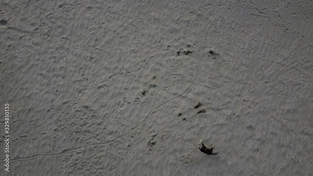 Stray dogs fighting drone on the beach Stray dogs fighting drone on the beach