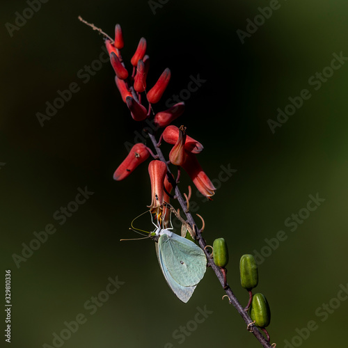 A beautiful butterfly feeding in an Aloe flower. Lake Barinhgo, Kenya. photo