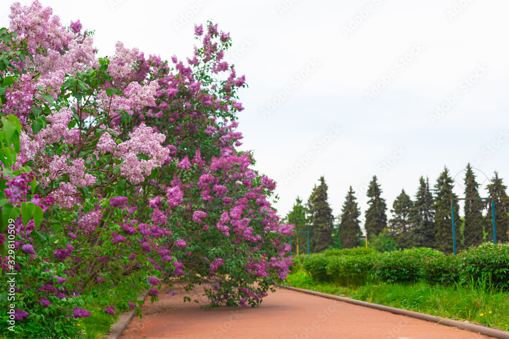 Fresh pink and purple lilac bushes background, copyspace, selective focus, toned