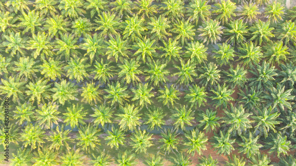 Arial view of palm tree plantation.coconut tree garden background.Oil palm trees drone point of view. Arial view of palm tree plantation.coconut tree garden background.Oil palm trees drone point of view.
