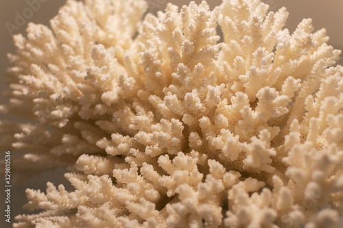 Statuette of coral on a beige background.