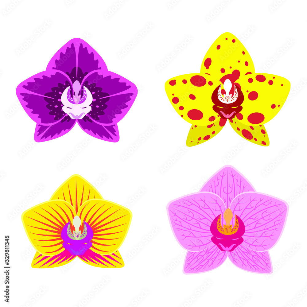 Vector set of orchid flower. Orchid flowers in different colors and shapes