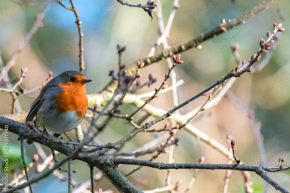 European robin perched on a tree, Erithacus rubecula, cute bird European robin perched on a tree, Erithacus rubecula, cute bird