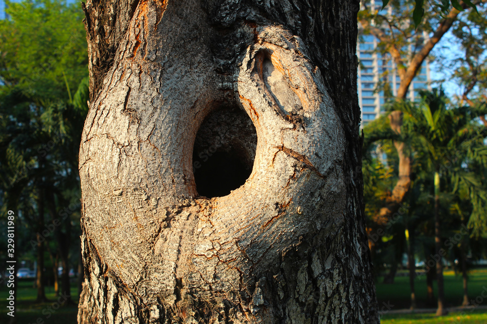 Obraz premium Large hole of a trunk