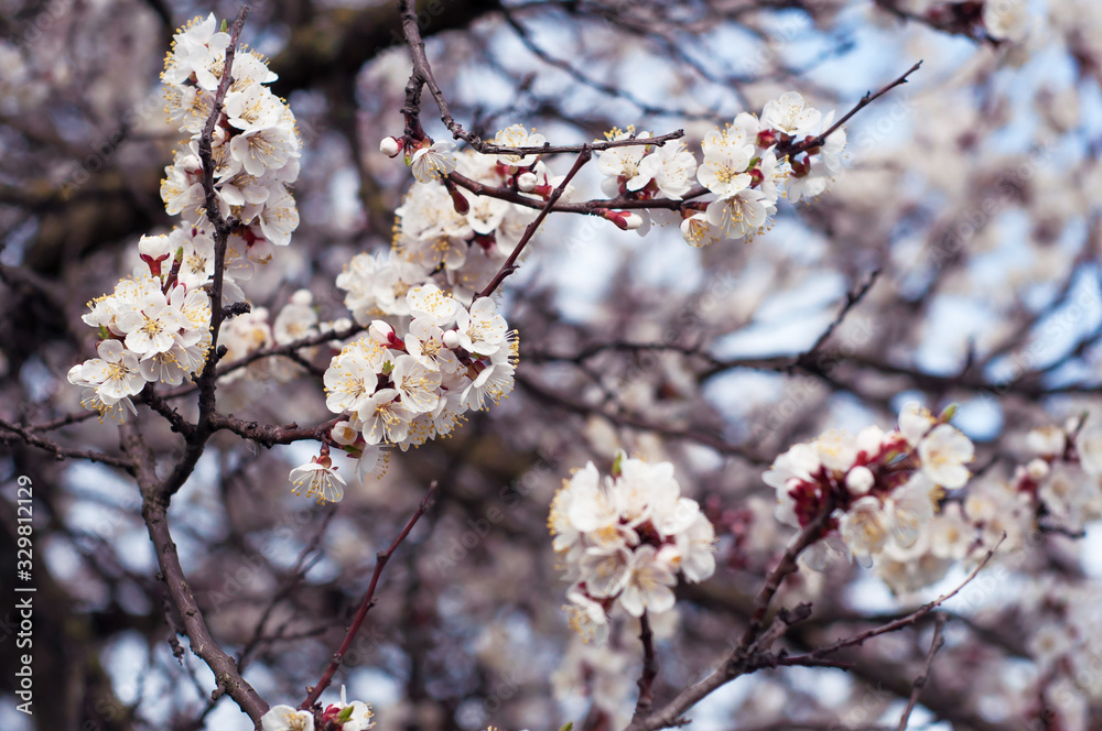 Apricot branch with flowers on blue sky background Apricot branch with flowers on blue sky background