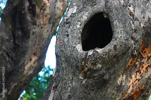 Large hole of a trunk
