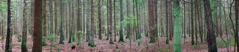 panorama of an old spruce forest with moss on the ground panorama of an old spruce forest with moss on the ground