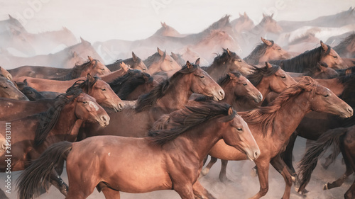 Photography Horses running and kicking up dust