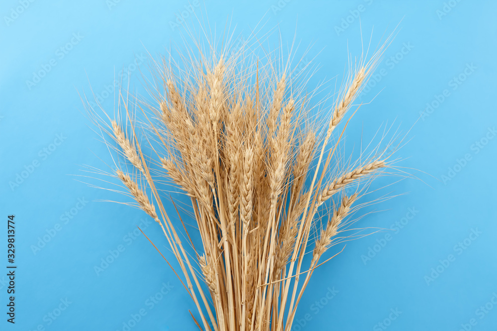 Ripe wheat ears bunch on blue background