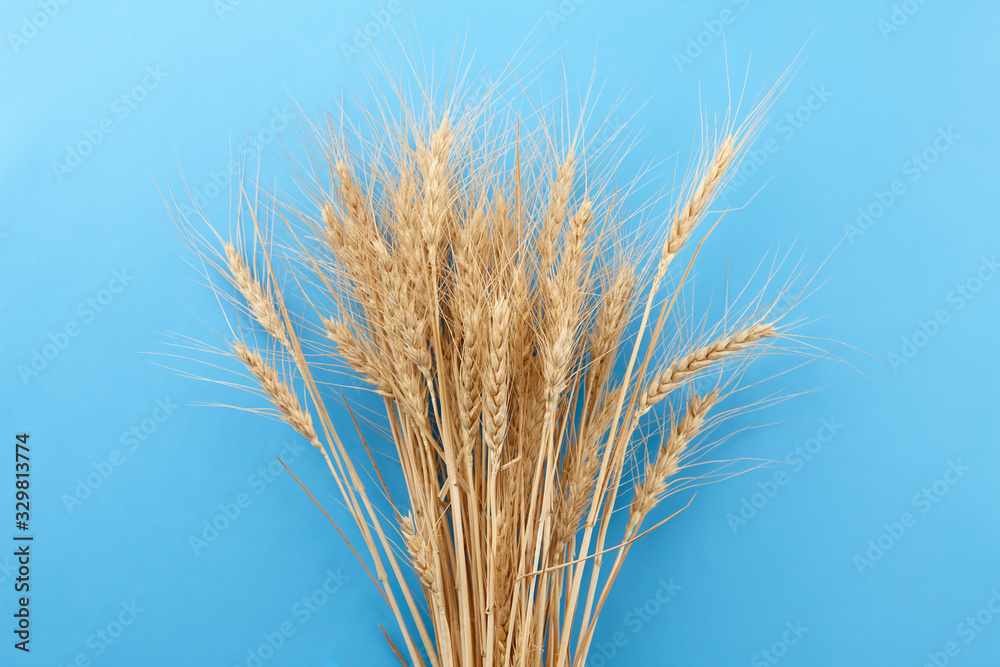 Ripe wheat ears bunch on blue background Ripe wheat ears bunch on blue background